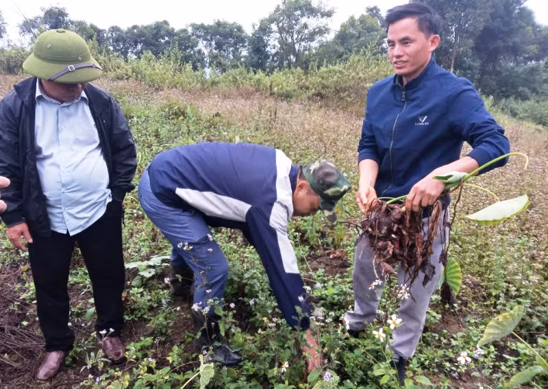 Cán bộ hướng dẫn nông hộ bản Ché Lầu, xã Na Mèo, huyện Quan Sơn trồng khoai mán ruột vàng.
