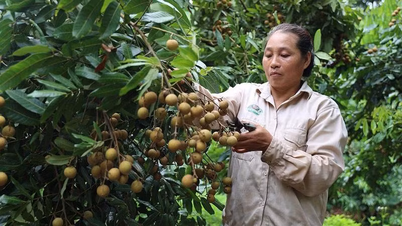 Cây nhãn ở huyện Sông Mã, Sơn La (Ảnh minh họa: Quốc Tuấn). 