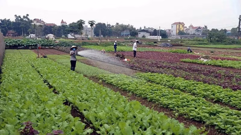 Nông dân huyện Hoài Đức (Hà Nội) chăm sóc rau. (Ảnh VŨ SINH)