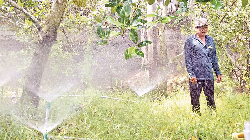 Tưới phun mưa cho vườn cây ăn quả được nông dân xã Mỹ Thành Bắc, huyện Cai Lậy ứng dụng rộng rãi.