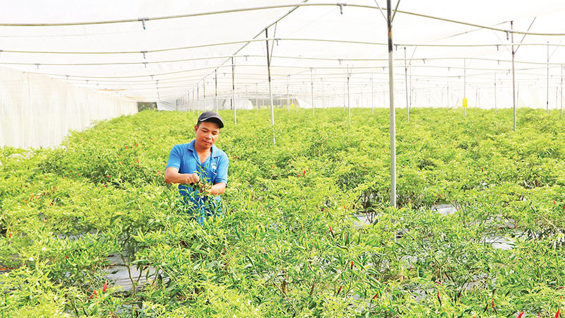 Mô hình trồng ớt chỉ thiên trong nhà lưới kết hợp tưới phun của thành viên Hợp tác xã nông nghiệp Thành Công, xã Ngọc Biên, huyện Trà Cú, tỉnh Trà Vinh.