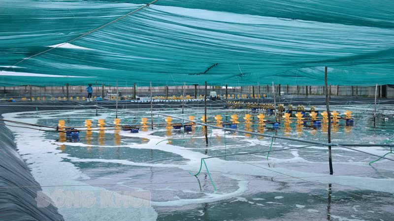 Mô hình nuôi tôm công nghệ cao ở huyện Thạnh Phú, tỉnh Bến Tre. (Ảnh: Báo Đồng Khởi)