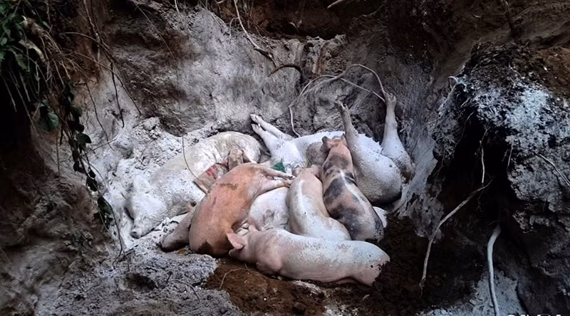 Tiêu hủy lợn bị dịch ở xã Vĩnh Sơn, huyện Anh Sơn. (Ảnh QUANG AN).