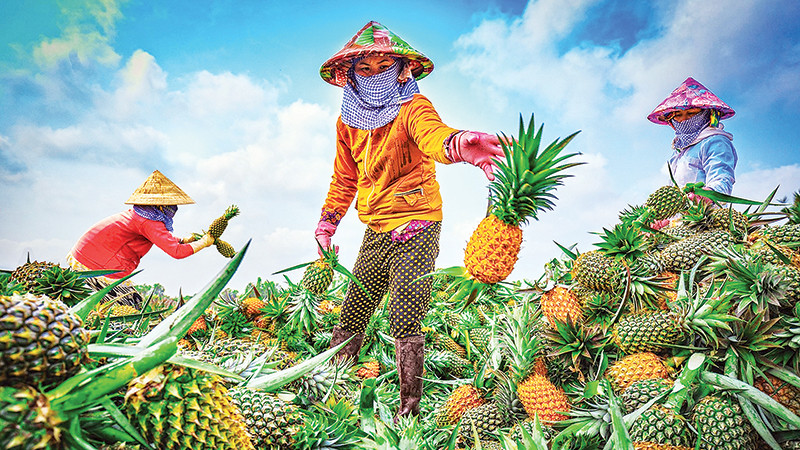 Thu hoạch khóm Cầu Đúc. (Ảnh Lý Anh Lam)