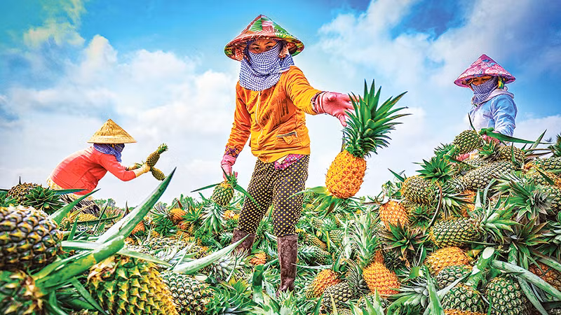 Thu hoạch khóm Cầu Đúc. (Ảnh Lý Anh Lam)