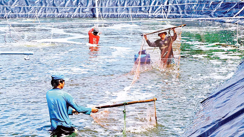 Gỡ khó cho người nuôi tôm 