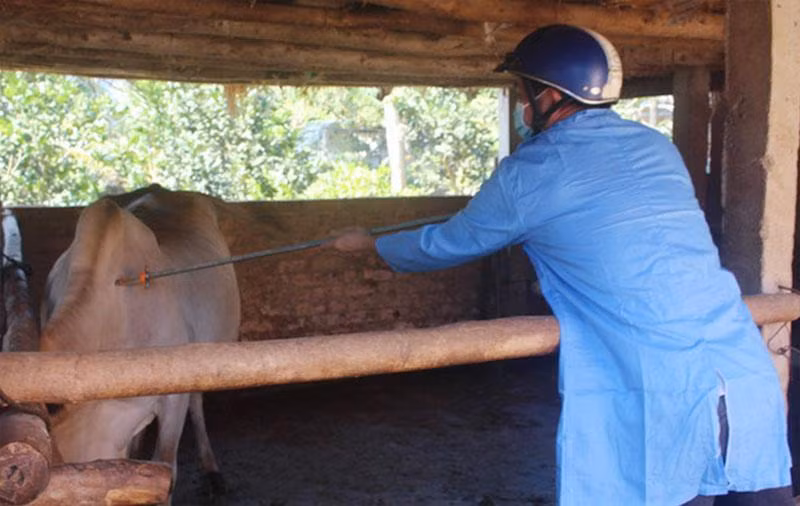 Lực lượng thú y cơ sở tiêm phòng bệnh lở mồm long móng cho trâu, bò tại huyện Hoài Ân, tỉnh Bình Định. (Ảnh: THU DỊU)
