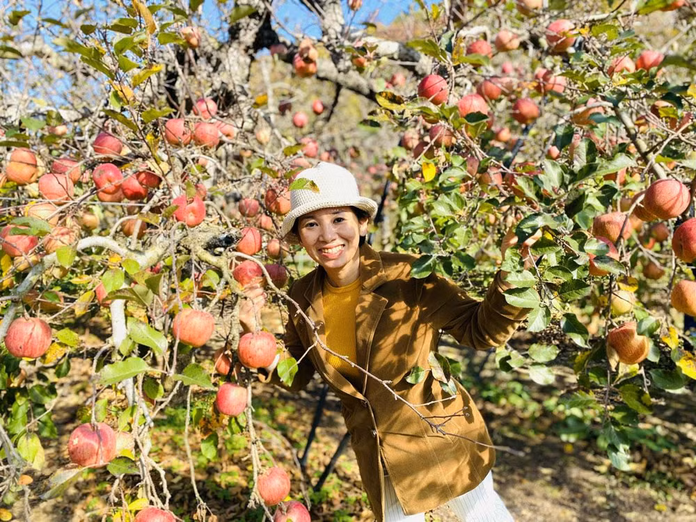 Trải nghiệm thú vị với mùa táo chính vụ. Trải nghiệm thú vị với mùa táo chính vụ.