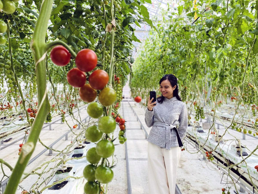 Trang trại cà chua Wonder Farm trồng bằng thủy canh mang lại hiệu quả cao, mỗi năm cho thu hoạch 600 tấn cà chua.