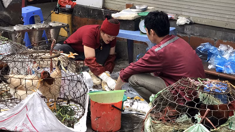 Giết mổ gia cầm tại một khu chợ trên địa bàn thành phố Hà Nội. (Ảnh MINH HÀ)