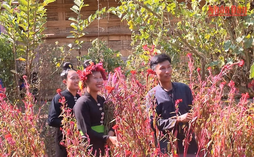 Quanh nhà của người Cống bản Lả Chà thường trồng rất nhiều cây hoa mào gà.