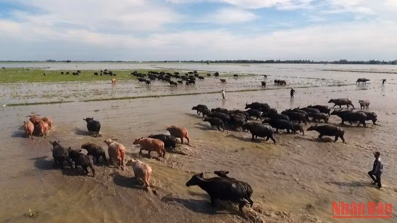 Những bãi cỏ xanh rì trở thành cứu cánh cho đàn trâu di cư đổ về Đồng Tháp.
