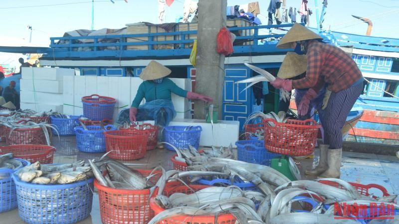 Thu mua cá tại cảng cá Tịnh Kỳ, thành phố Quảng Ngãi.
