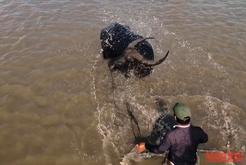 Mùa len trâu là một cuộc di cư lớn của người và trâu để đi tìm sự sống, trước sự khắc nghiệt của thiên nhiên.