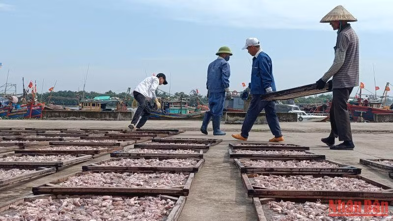 Thái Bình phấn đấu giữ vững sản lượng khai thác hải sản bình quân đạt khoảng 80 nghìn tấn/năm.