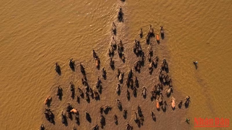 Mùa len trâu là bức tranh thiên nhiên vô cùng đặc biệt của mùa nước nổi miền Tây Nam Bộ.