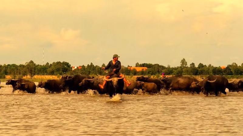 Ở xa xa, một đoàn len trâu đang băng đồng nước về phía nội đồng thị trấn Sa Rài, huyện Tân Hồng, tỉnh Đồng Tháp.