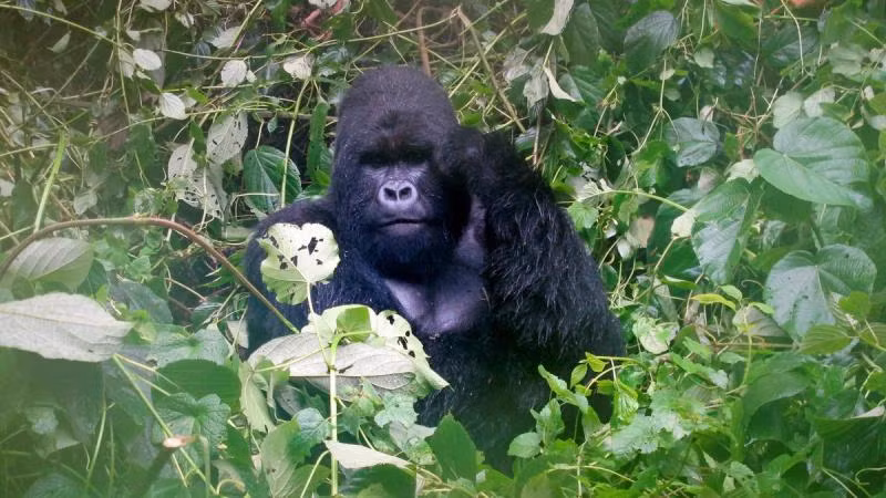 Một con khỉ đột núi trong Vườn quốc gia Virguna nằm ở Cộng hòa Dân chủ Congo, ngày 4/4/2014. (Ảnh: REUTERS)