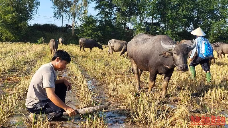 Niệt (buộc) trâu lại sau một ngày chạy đồng nước nổi.
