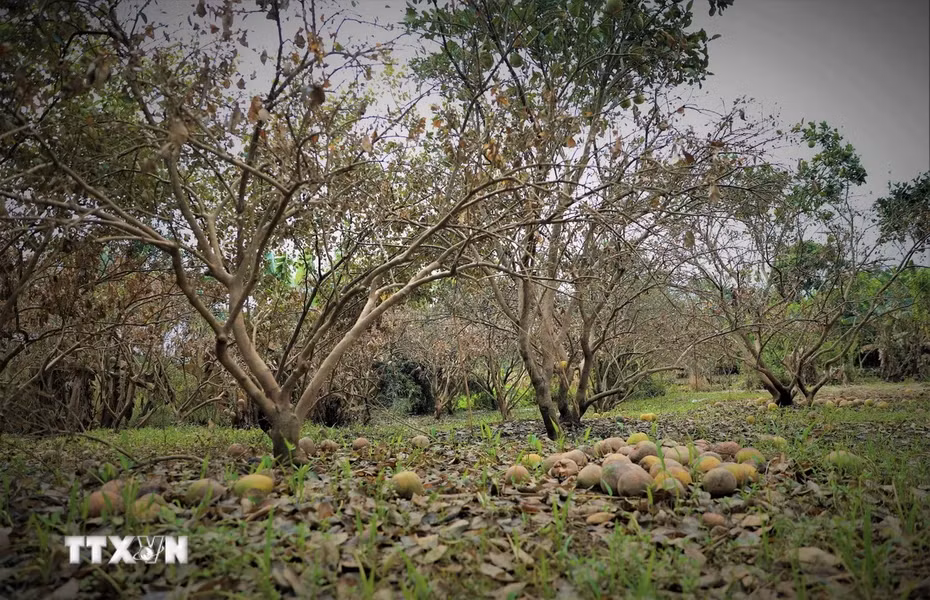 Nhiều cây chuẩn bị thu hoạch giờ quả rụng đầy gốc. (Ảnh: Tuấn Anh/TTXVN)