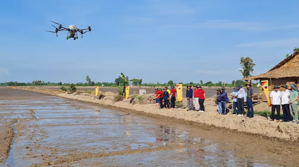 Sản xuất lúa theo mô hình ướt khô xen kẻ ở huyện Châu Thành A.
