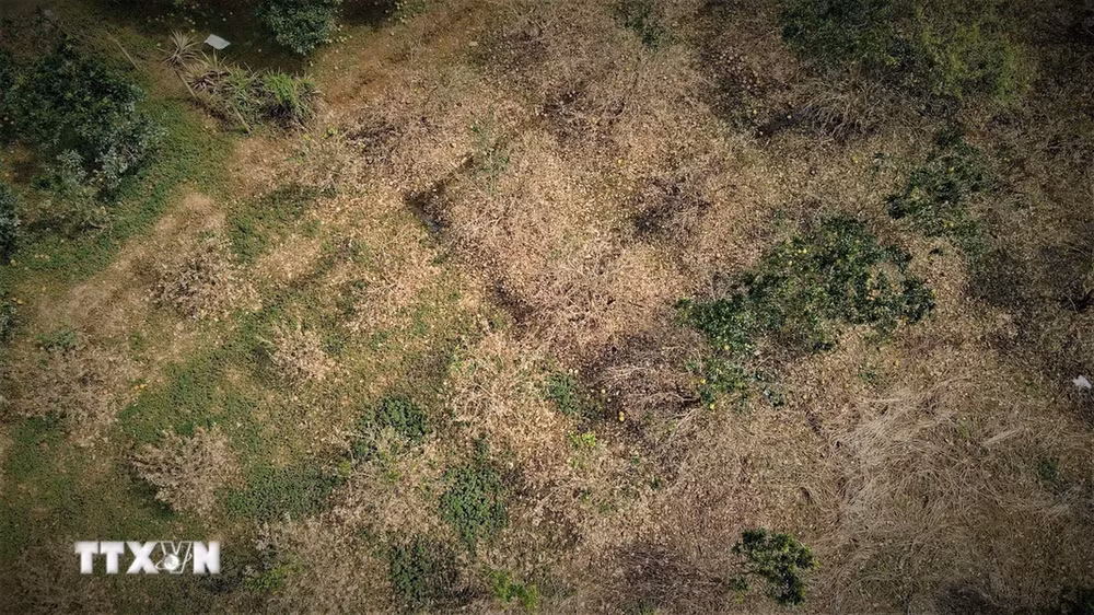 Gần 50% diện tích trồng bưởi của các thôn Khả Lĩnh, Minh Thân, Cầu Mơ ở xã Đại Minh, huyện Yên Bình, tỉnh Yên Bái bị thiệt hại sau lũ. (Ảnh: Tuấn Anh/TTXVN)