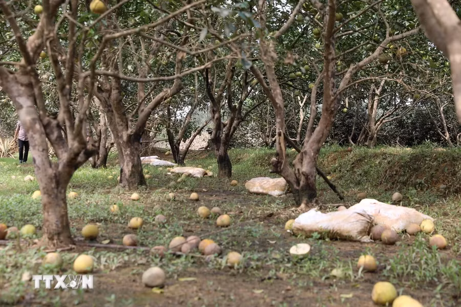 Nhiều cây chuẩn bị thu hoạch giờ quả rụng đầy gốc. (Ảnh: Tuấn Anh/TTXVN)