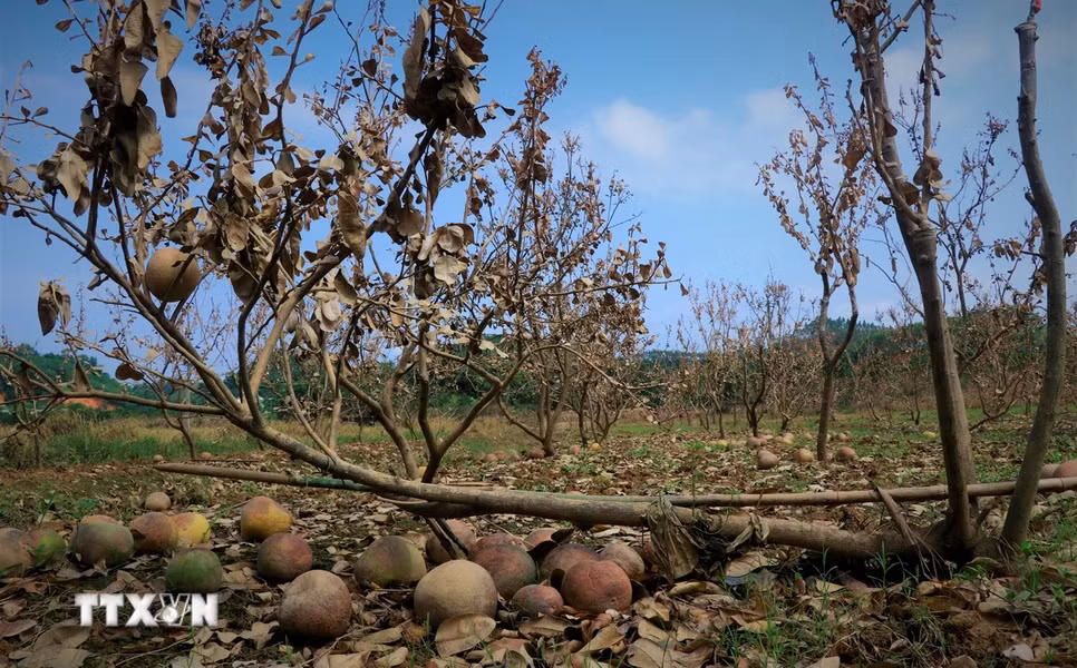 Sau đợt ngập lụt vừa qua, hầu hết chỉ còn lại cảnh tan hoang tại những vườn bưởi ở xã Đại Minh. (Ảnh: Tuấn Anh/TTXVN)
