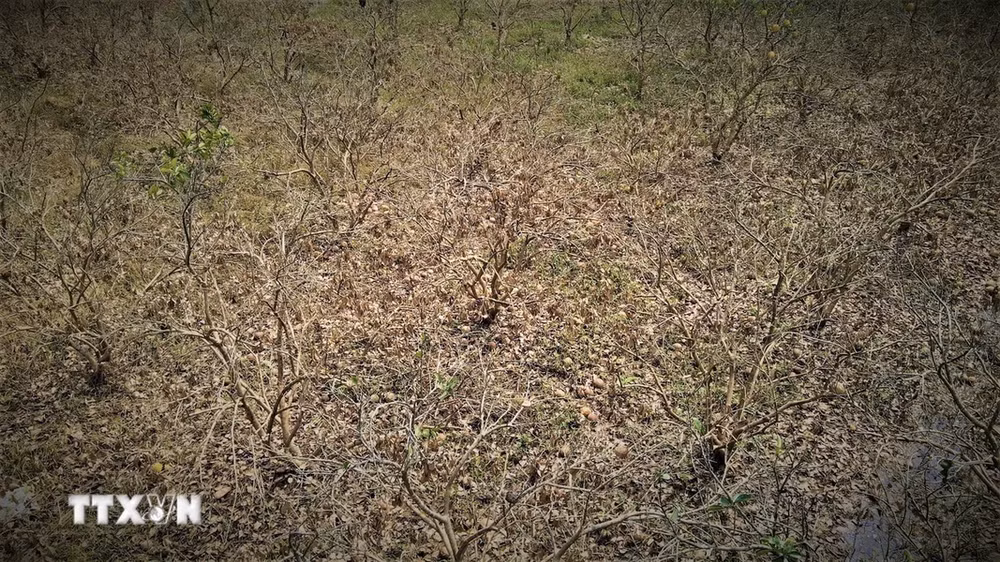 Gần 100ha bưởi của các thôn Khả Lĩnh, Minh Thân, Cầu Mơ ở xã Đại Minh, huyện Yên Bình bị thiệt hại do ngập trong nước nhiều ngày. (Ảnh: Tuấn Anh/TTXVN)