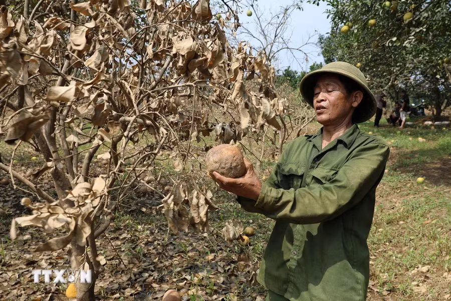 Ông Nguyễn Văn Tá, thôn Minh Thân, xã Đại Minh xót xa khi toàn bộ 230 gốc bưởi sắp cho thu hoạch của gia đình đã bị ngập chìm trong nước do chịu ảnh hưởng của hoàn lưu cơn bão số 3. (Ảnh: Tuấn Anh/TTXVN)