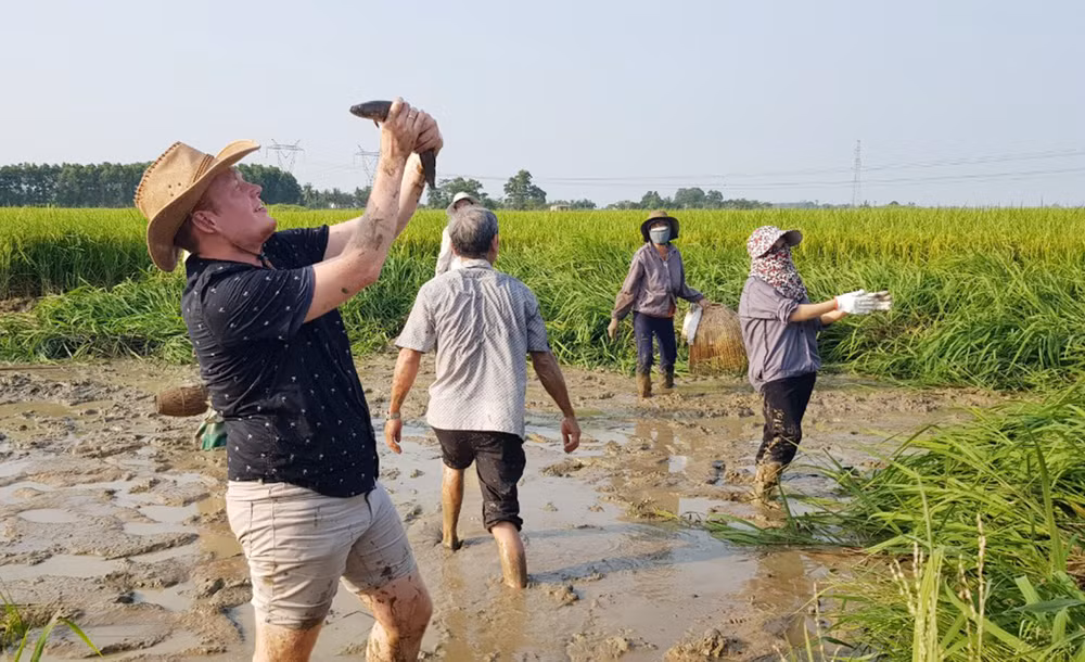 Đối tác người Hà Lan của Sepon Group thích thú cùng trải nghiệm bắt cá trên ruộng lúa hữu cơ.