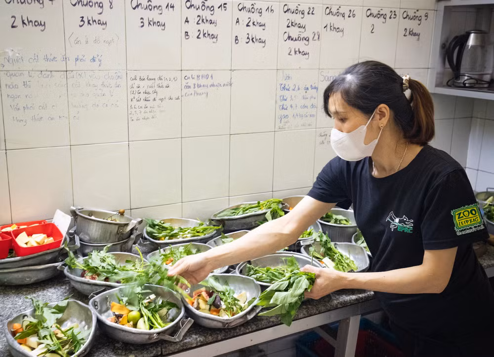 Chuẩn bị khẩu phần ăn đặc biệt cho vượn Mafia. Chuẩn bị khẩu phần ăn đặc biệt cho vượn Mafia.