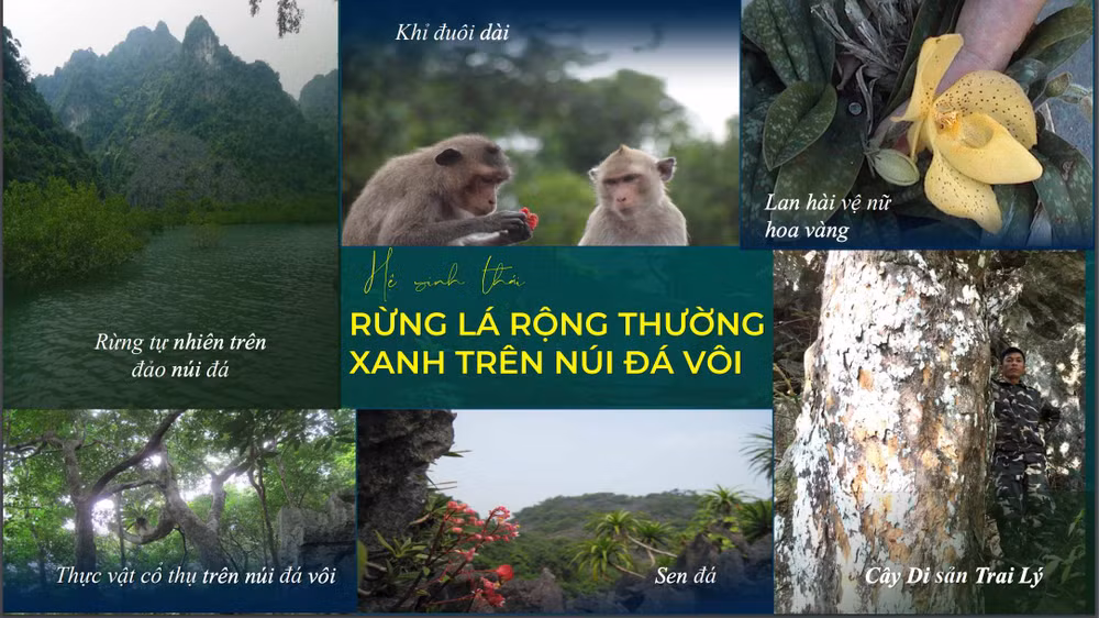 Hệ sinh thái rừng lá rộng thường xanh trên núi đá vôi tại VQG Bái Tử Long. Hệ sinh thái rừng lá rộng thường xanh trên núi đá vôi tại VQG Bái Tử Long.