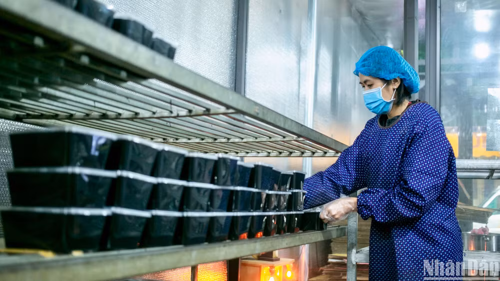 Từ một cây trồng phổ thông, thạch đen đã vươn mình trở thành cây thương phẩm đem lại giá trị kinh tế cao cho bà con nông dân tại Thạch An, Cao Bằng.