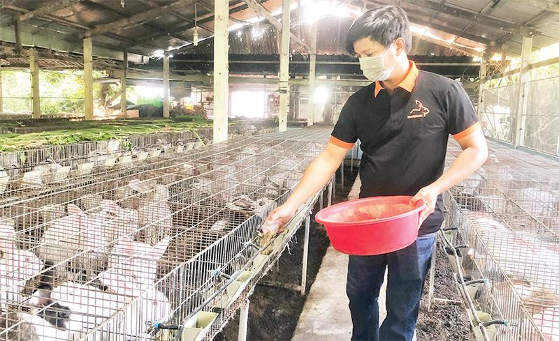 Xã viên Hợp tác xã Thỏ sạch An Nhơn Tây yên tâm khi có đầu ra ổn định.