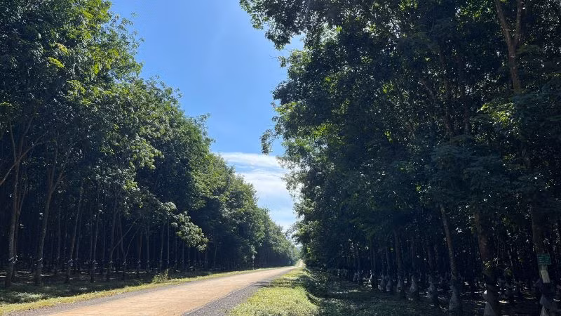 Vườn cây cao-su xanh tốt của Công ty Cao-su Chưmomray giáp biên giới nước bạn Campuchia.