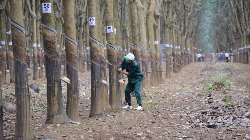 Thí sinh thực hiện phần thi thực hành thu hoạch mủ cao-su.