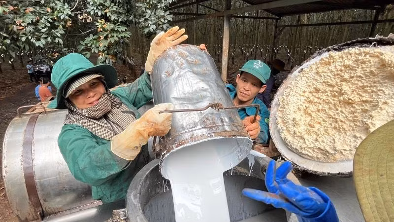 Công nhân thu hồi mủ cao-su tại vườn cây Công ty Cao-su Ea H'Leo.