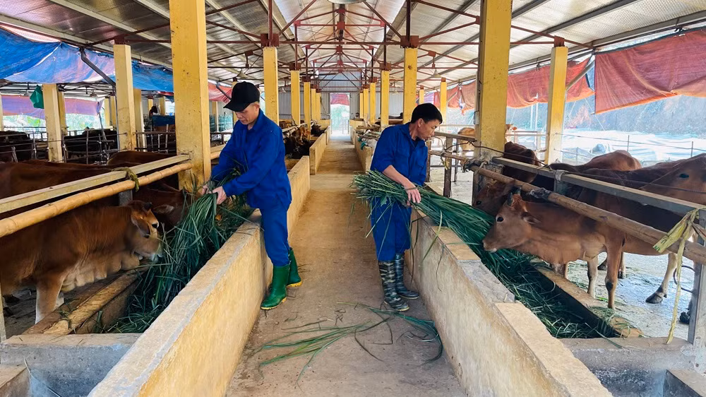 Tổ chức nuôi bò bảo đảm bổ sung thực phẩm tại cơ sở. (Ảnh: THANH SƠN)