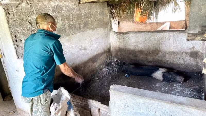 Gia đình ông Nguyễn Hữu Luật ở thôn Giá Thượng, xã Gia Hòa, huyện Gia Viễn, tỉnh Ninh Bình thực hiện công tác tiêu độc khử trùng chuồng trại phòng, chống dịch tả lợn châu Phi. 