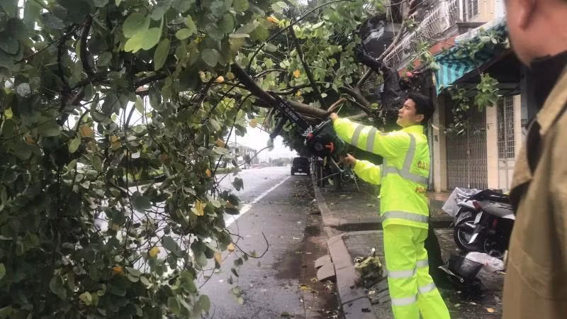 Ảnh hưởng bão số 4 gây đổ hàng loạt cây xanh (Ảnh: CÔNG HẬU)