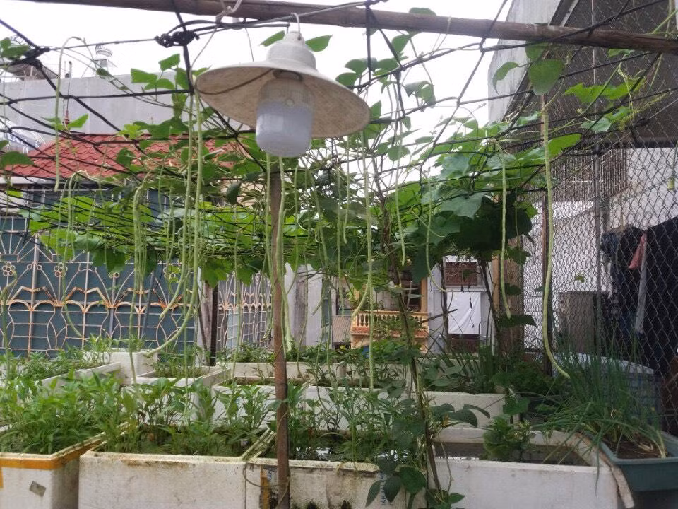 Nhiều hộ gia đình tại Hà Nội đã buộc phải tìm các nguồn cung rau sạch tạm thời.