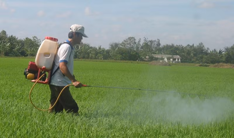 Đầu năm, nông dân xã Hậu Mỹ Trinh, huyện Cái Bè, tỉnh Tiền Giang ra đồng phun thuốc.