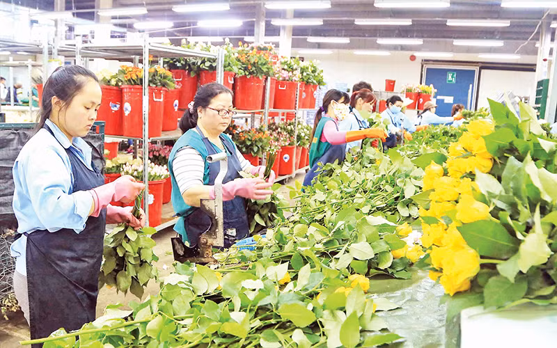 Công ty TNHH Dalat Hasfarm liên kết với nhiều nhà nông Lâm Đồng sản xuất hoa công nghệ cao.