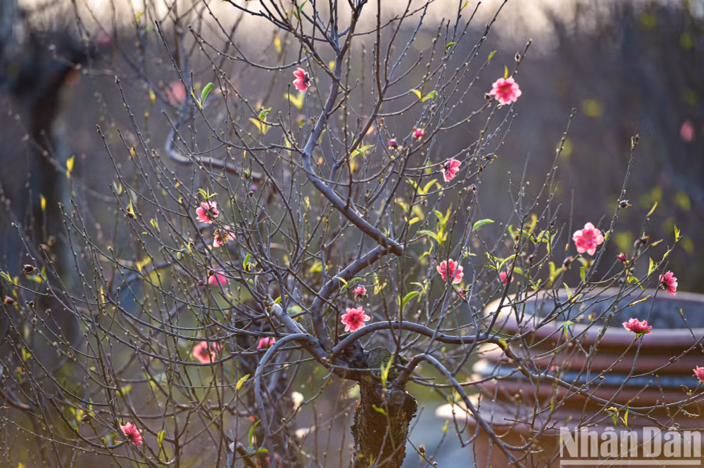 Ảnh: Thành Đạt