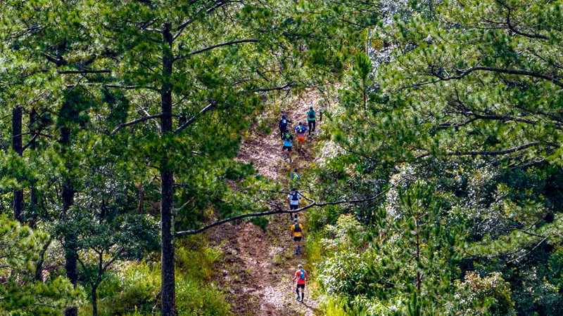 Các vận động viên tham gia tranh tài trên những cung đường chạy xuyên qua những cánh rừng tại cao nguyên Langbiang. (Ảnh: Các vận động viên chạy thử các cung đường trước khi diễn ra giải).