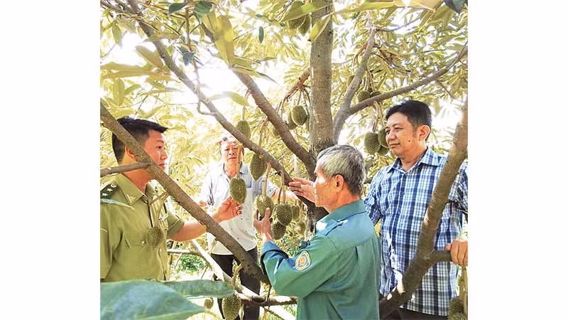 Đoàn cán bộ Ban Quản lý rừng phòng hộ Krông Pha tham quan mô hình trồng sầu riêng dưới tán cây điều tại xã Lâm Sơn, huyện Ninh Sơn (Ninh Thuận).