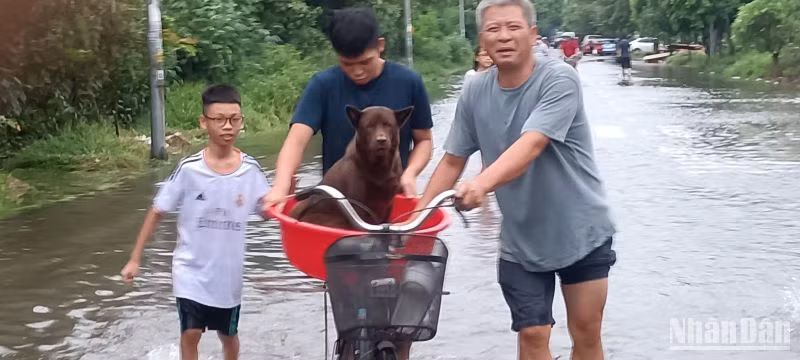 Nhiều khu vực trong thành phố Thái Bình ngập sâu, người dân buộc phải đưa gia súc đến nơi cao ráo. (Ảnh: Mai Tú)