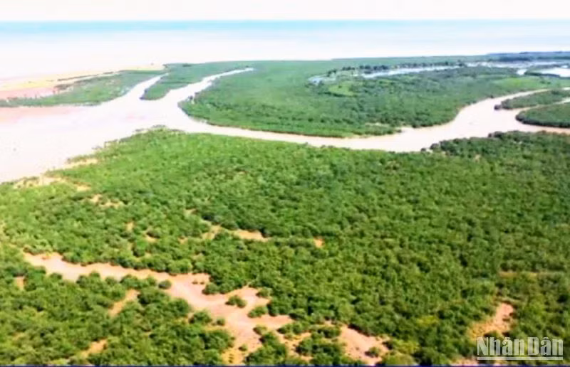 Toàn cảnh khu rừng ven biển xã Nam Hưng (huyện Tiền Hải, tỉnh Thái Bình).