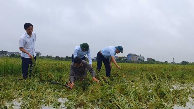 Hàng nghìn héc-ta lúa, hoa màu ở tỉnh Thái Bình bị ảnh hưởng do mưa lớn. (Ảnh CTV)